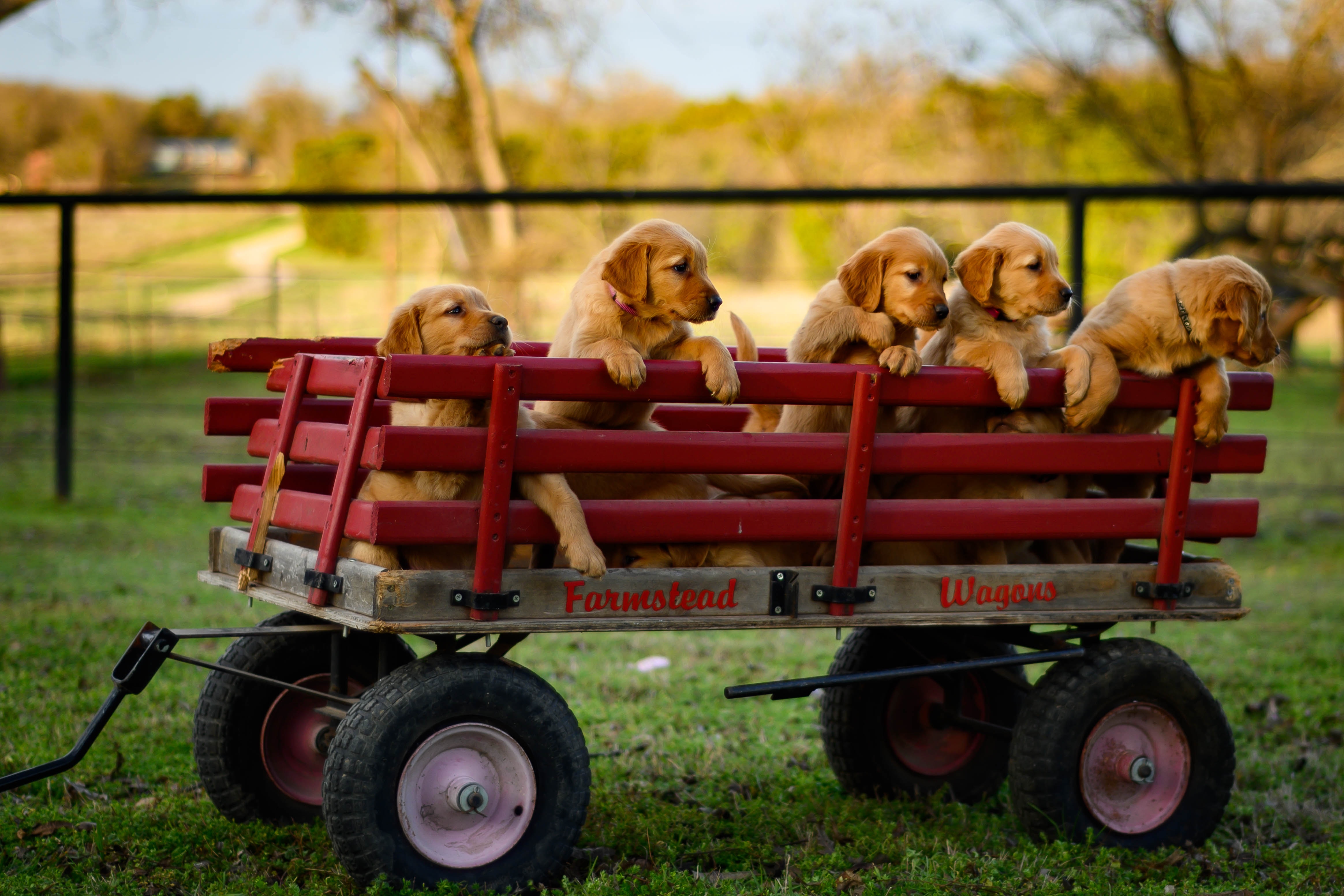 Labrador puppies in wheelbarrow