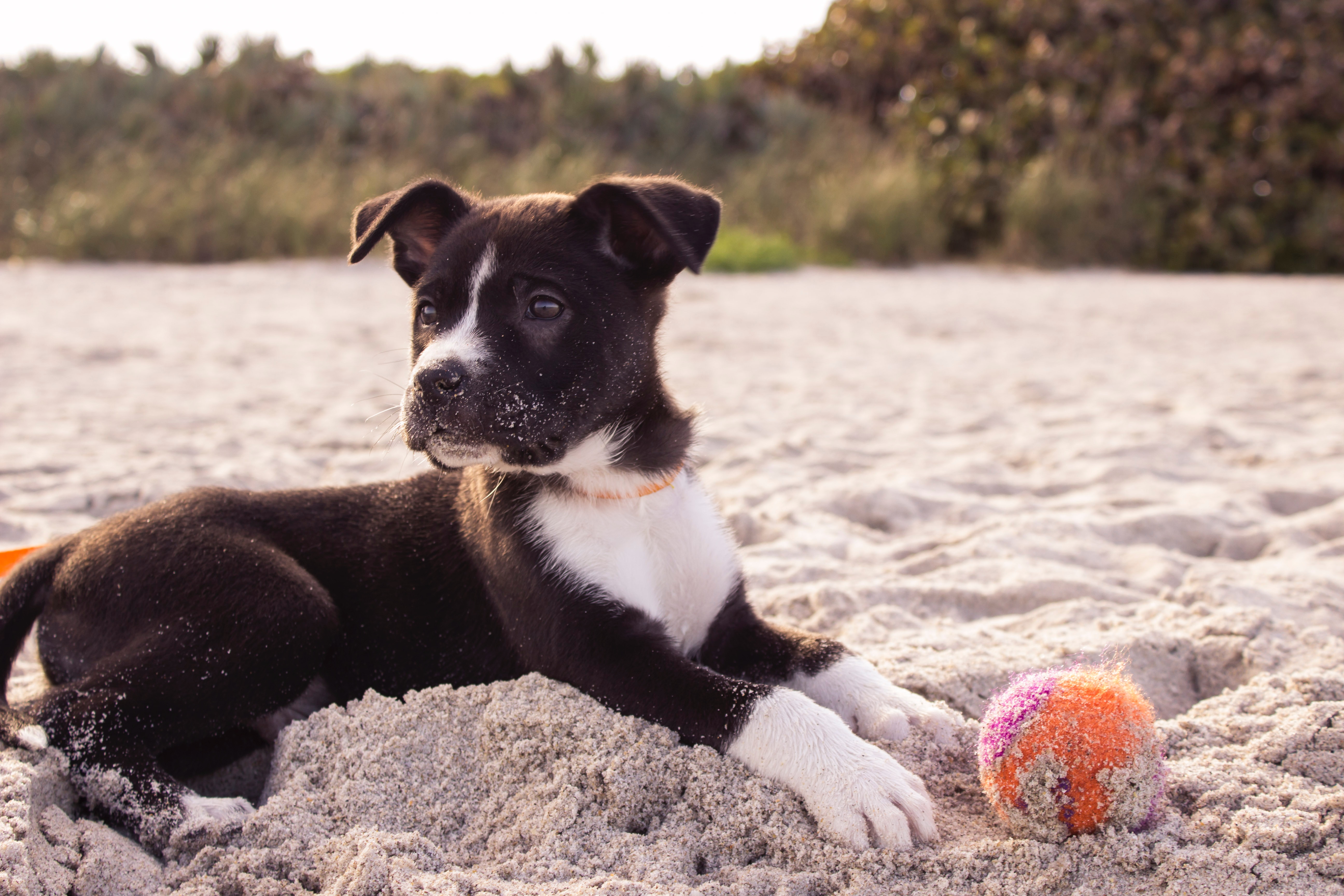 Puppy on beach with ball